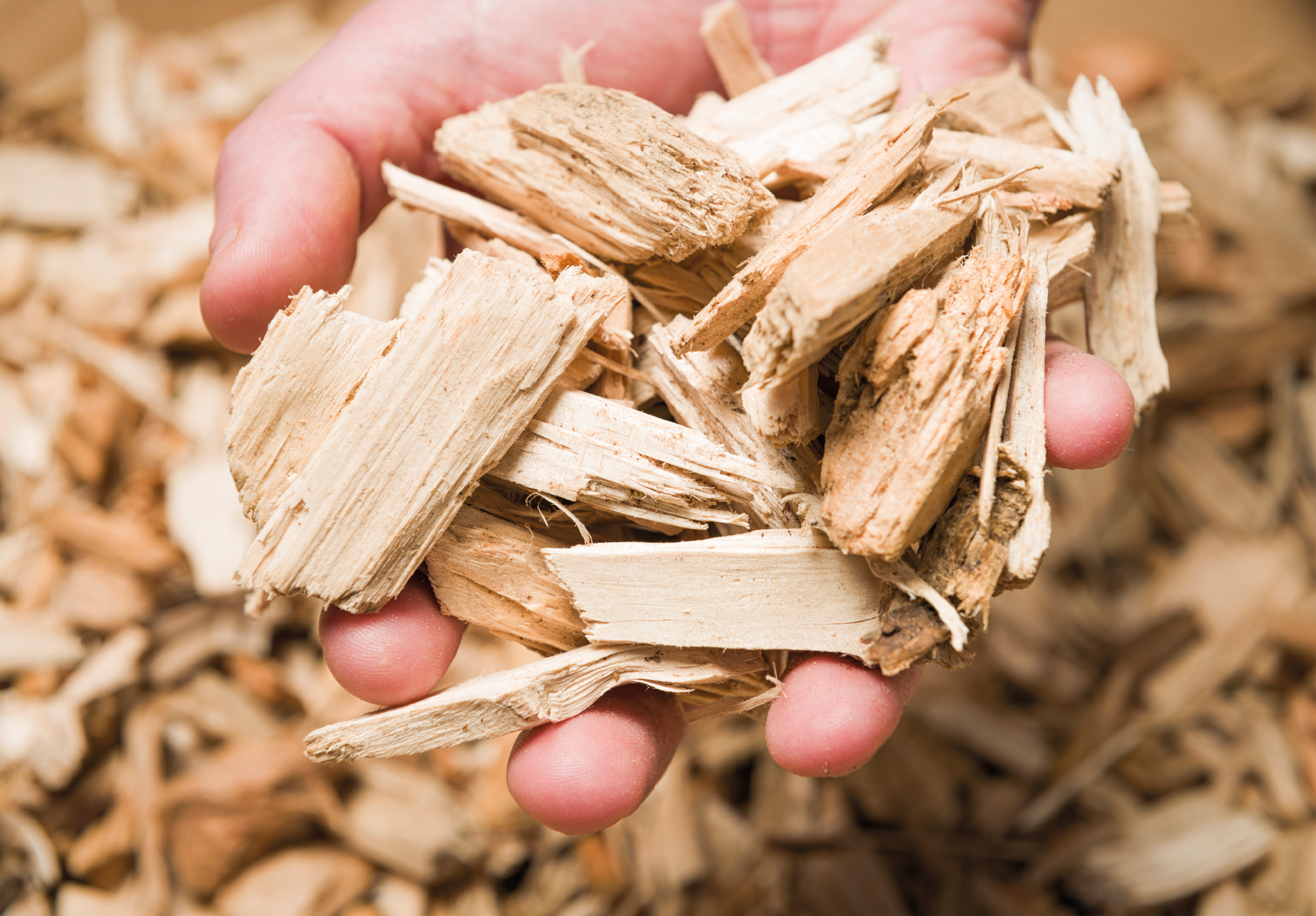 What is Wood Chip?